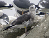 juvenile LBBG, ringed in the Netherlands.